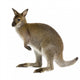 Australian Wallaby Wall Decal
