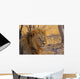 Lion Staring Into Distance Wall Decal