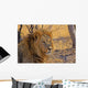 Lion Staring Into Distance Wall Decal