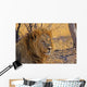 Lion Staring Into Distance Wall Decal