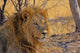 Lion Staring Into Distance Wall Decal