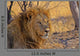 Lion Staring Into Distance Wall Decal