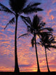 Beach and Line of Palm Trees at Sunset Wall Decal