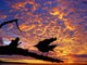 Black Bird Against Sunset Wall Decal
