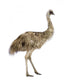 Emu Front White Wall Decal