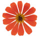 Zinnia Wall Decal
