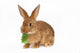 Rabbit Wall Decal