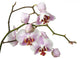 Pink Orchid Wall Decal