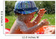 Baby Swim Wall Decal