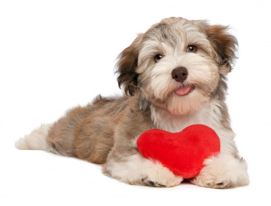 Lover Valentine Chocolate Havanese Wall Decal