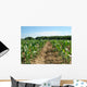 Coltman Corn Field Wall Decal