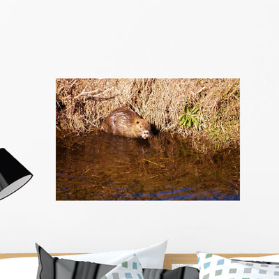 Nutria Wall Decal shown on a wall