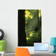 Sunbeams In Forest Of California Redwoods Wall Mural