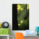 Sunbeams In Forest Of California Redwoods Wall Mural