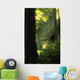 Sunbeams In Forest Of California Redwoods Wall Mural