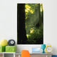 Sunbeams In Forest Of California Redwoods Wall Mural