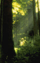 Sunbeams In Forest Of California Redwoods Wall Mural