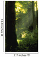 Sunbeams In Forest Of California Redwoods Wall Mural