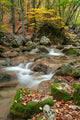 Autumn Stream Wall Decal