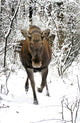 Moose Wall Decal
