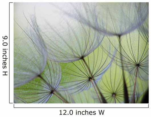 Dandelion Seed Wall Decal