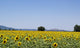 Sunflowers Field Background San Wall Decal