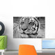 Eye Tiger Wall Decal