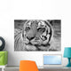 Eye Tiger Wall Decal