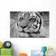 Eye Tiger Wall Decal