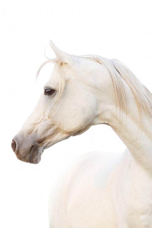 White Horse Wall Decal