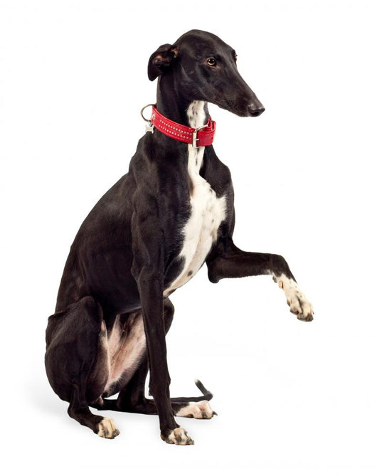 Greyhound Dog Wall Decal