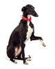 Greyhound Dog Wall Decal