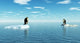 CG Penguins on Ice Sheets Wall Decal
