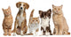 Cats And Dogs Wall Decal