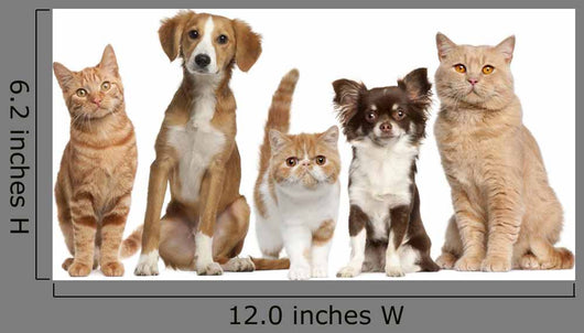 Cats And Dogs Wall Decal