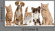 Cats And Dogs Wall Decal