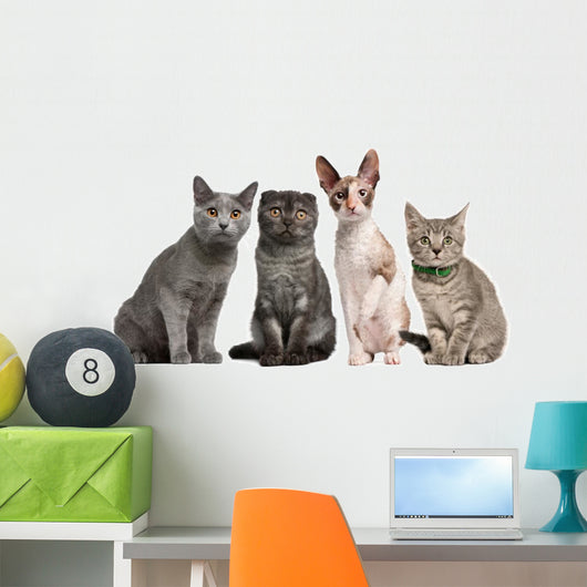 Group Cats Sitting Front Wall Decal