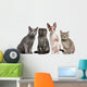 Group Cats Sitting Front Wall Decal