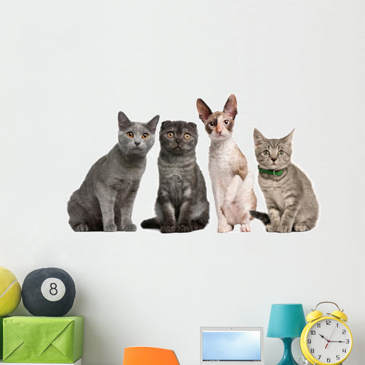 Group Cats Sitting Front Wall Decal