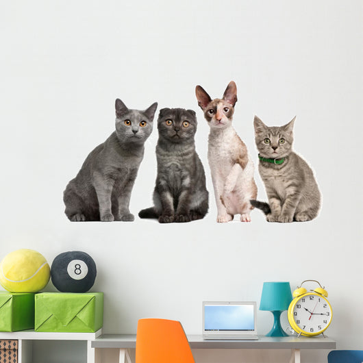 Group Cats Sitting Front Wall Decal
