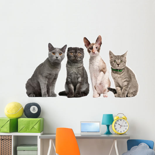 Group Cats Sitting Front Wall Decal