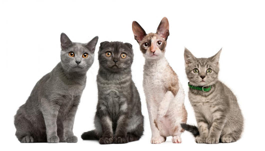 Group Cats Sitting Front Wall Decal