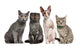 Group Cats Sitting Front Wall Decal