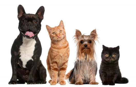 Group of Small Cats And Dogs Wall Decal