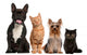 Group of Small Cats And Dogs Wall Decal