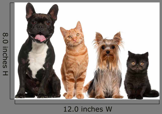 Group of Small Cats And Dogs Wall Decal