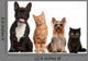 Group of Small Cats And Dogs Wall Decal