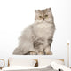 Persian Cat Sitting Front Wall Decal