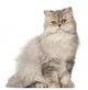 Persian Cat Sitting Front Wall Decal