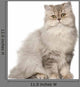 Persian Cat Sitting Front Wall Decal